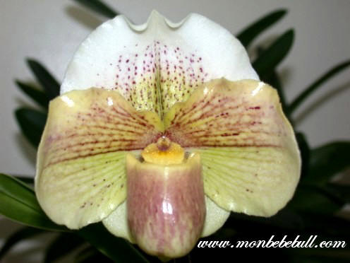 Paph Lady Luck 2.jpg